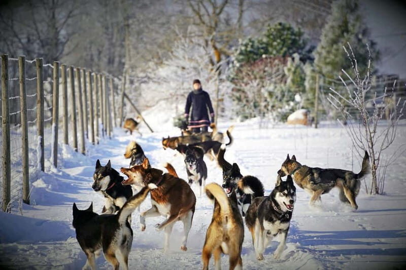 SLED DOG KENNEL VISIT TARTU COUNTRY ESTONIA - Why This Tour Works Well