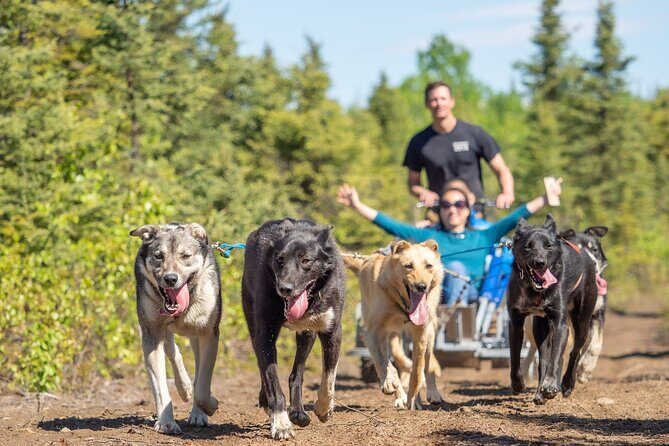 Sled Dog Ride and Scenic Drive from Anchorage - A Complete Guide to the Sled Dog Ride and Scenic Drive from Anchorage