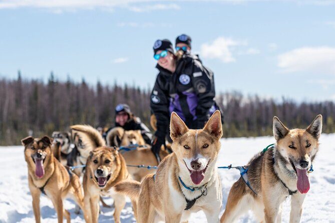 Sled Dog Ride and Scenic Drive from Anchorage - FAQ