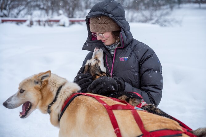 Sled Dog Sampler Ride in Fairbanks - Whats Included and Accessibility