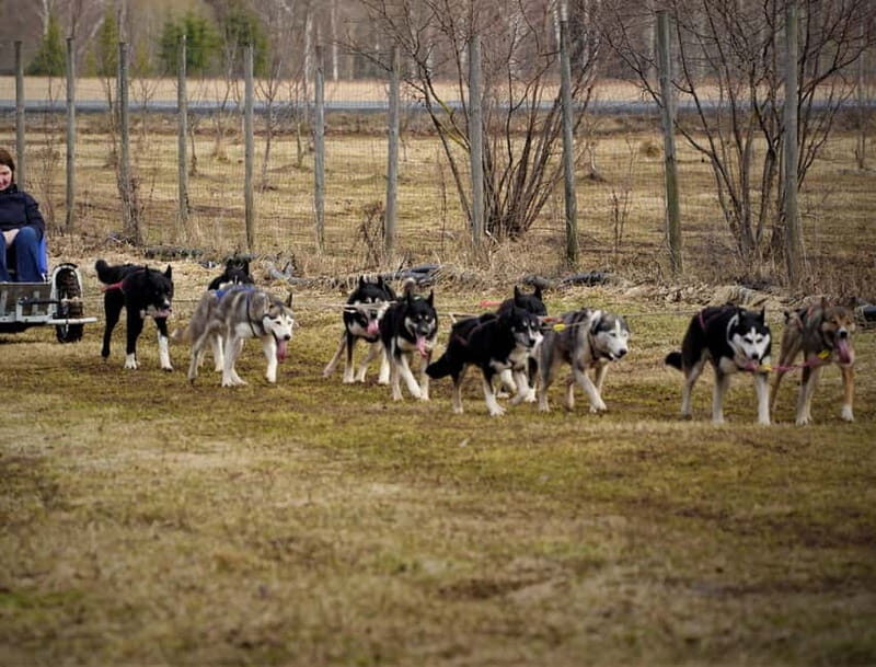 SLED DOGS VISIT & DRIVE ROUND TARTU COUNTRY ESTONIA - Who would love this experience?