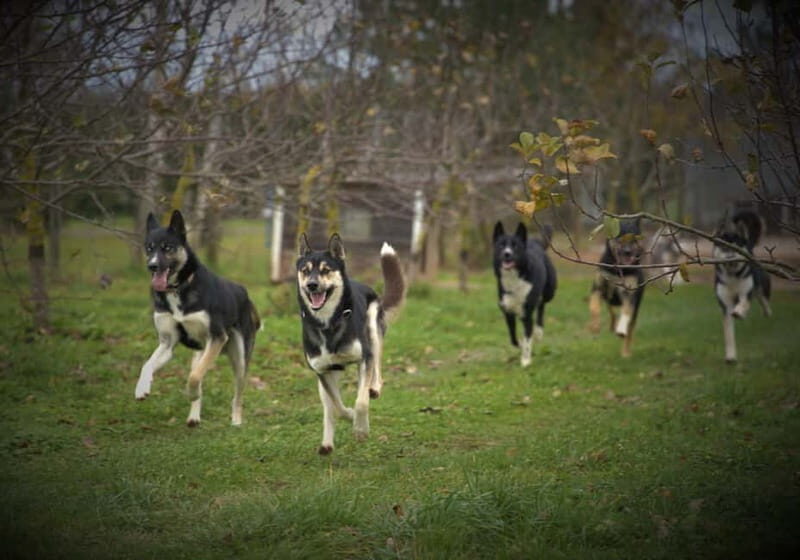 SLED DOGS VISIT & DRIVE ROUND TARTU COUNTRY ESTONIA - Who Is This Tour Best For?
