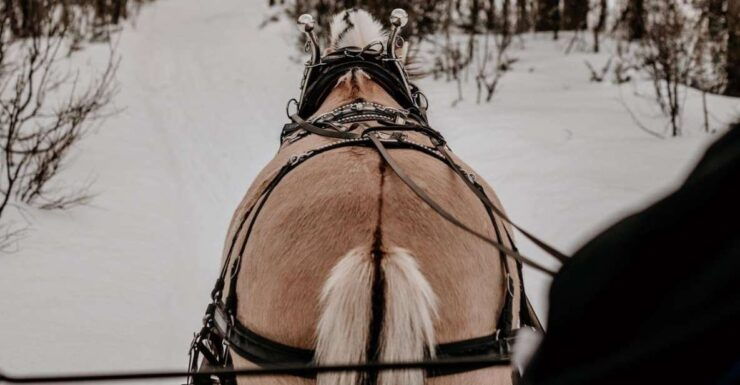 Sleigh Ride and Dining Experience - Experience Highlights