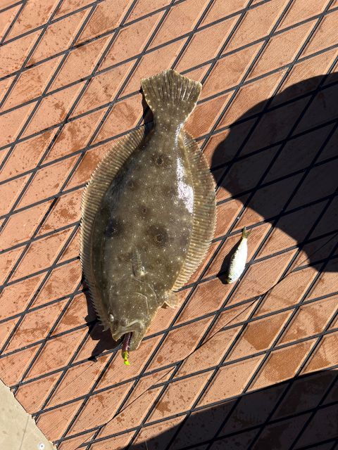 Slobby Joe Charters - Fishing - Tampa - Activity Details