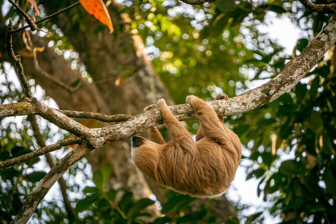 Sloth and Kayak Tour in Punta Uva Beach and Jungle - Tour Overview
