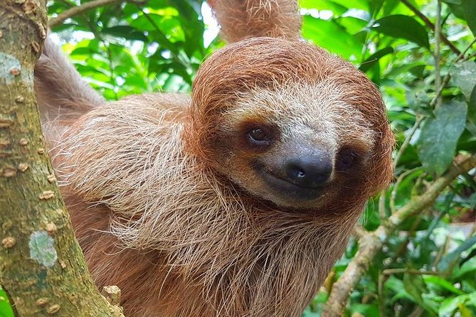 Sloth Discovery From Playa Del Coco Area - Transportation Details