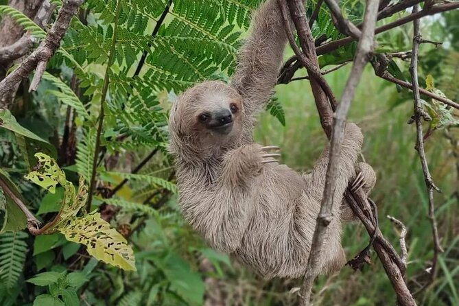 Sloth Forest, Coffee and Chocolate and Waterfall Tour - Pickup and Departure Details