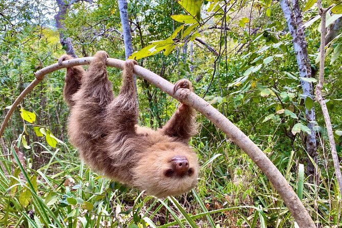 Sloth Sanctuary WildLife Hike - Tour Overview and Booking Information