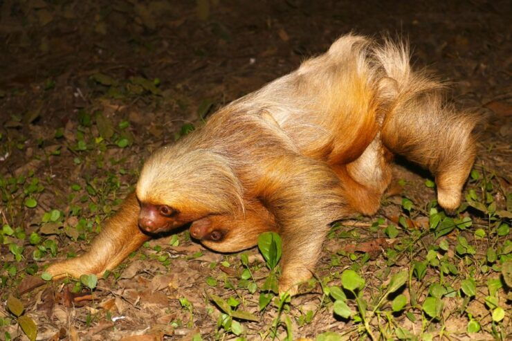 Sloth Search - Good To Know