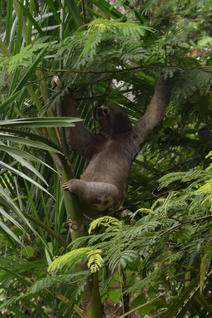 Sloth Search - Sloth Habitat and Behavior