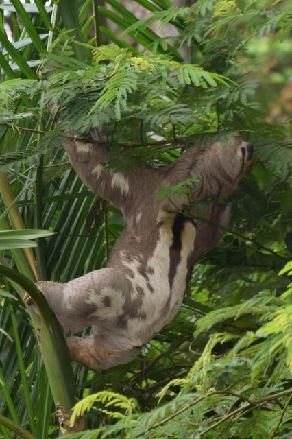 Sloth Search - Wildlife Spotting Opportunities