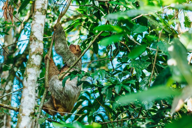 Sloth Tour in La Fortuna - Arenal - Sloth Tour Overview