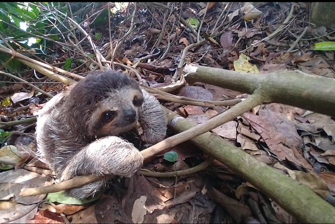 Sloth Watching and Jungle Kayak Tour - Tour Details