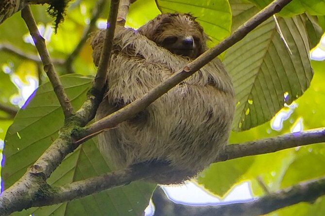Sloth Watching La Fortuna. Private and Local Guide. - Experience Details