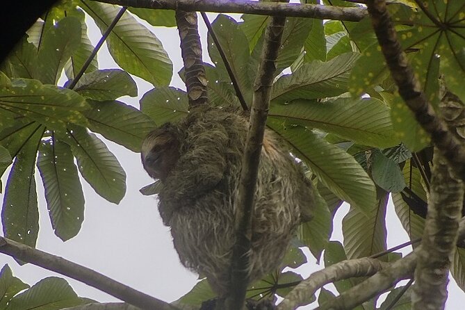 Sloth Watching La Fortuna. Private and Local Guide. - Additional Information