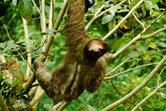 Sloth Watching Tour - Inclusions