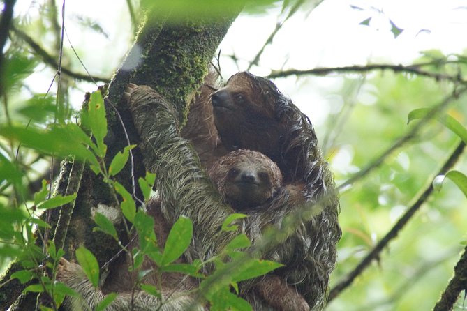 Sloth Watching Trail - Overview and Experience
