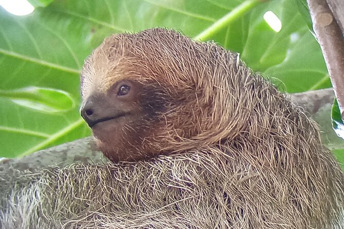 Sloths Await in Ecocentro Danaus Nature Expedition - Ecocentro Danaus Nature Walk Details