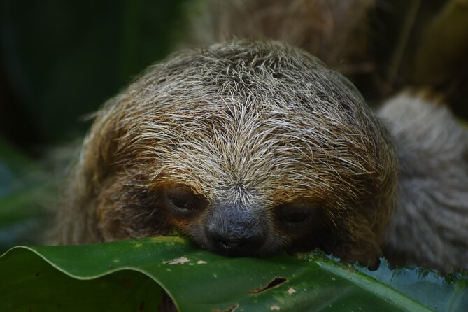 Sloths Await in Ecocentro Danaus Nature Expedition - Inclusions and Logistics Provided