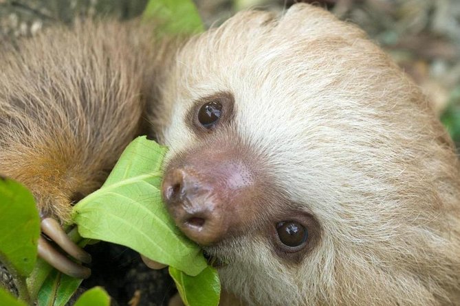 Sloths Lovers Tour. Puerto Limon Shore Excursion - Tour Overview