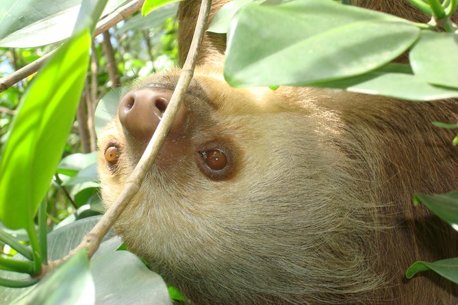 Sloths Lovers Tour. Puerto Limon Shore Excursion - Pickup and Logistics