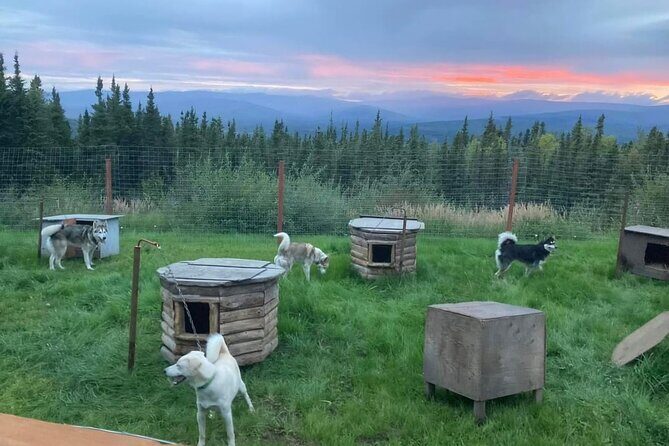 Sluice Box Kennel Experience - Good To Know