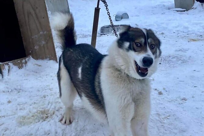 Sluice Box Kennel Experience - Authenticity and Unique Aspects