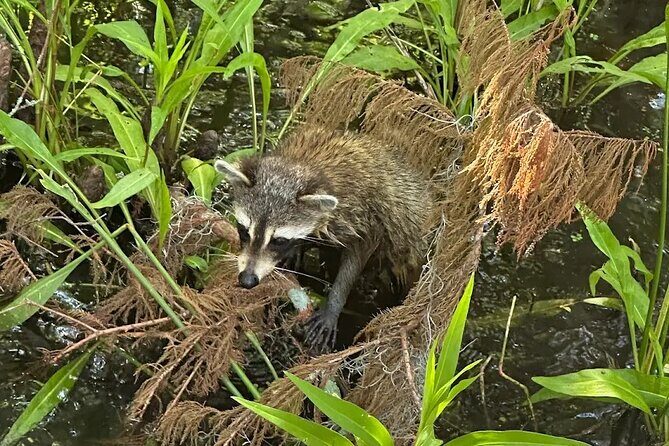 Small Airboat Tour with Transportation Must Do in New Orleans - What Travelers Have Said