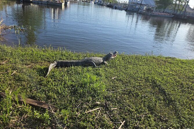 Small Airboat Tour with Transportation Must Do in New Orleans - Final Thoughts