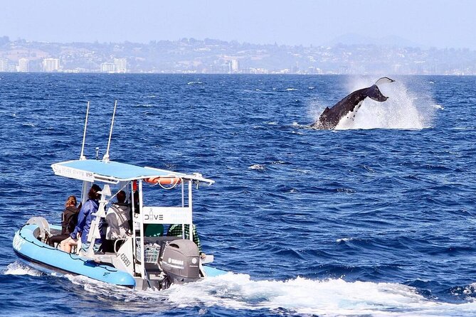 Small Boat Whale Watching Tour in Gold Coast - Pricing and Booking