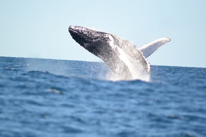 Small Boat Whale Watching Tour in Gold Coast - Tour Details