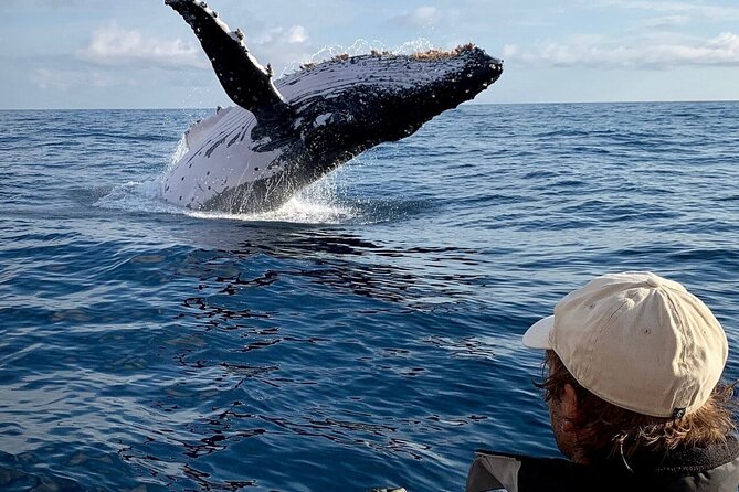 Small Boat Whale Watching Tour in Gold Coast - Inclusions