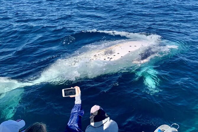 Small Boat Whale Watching Tour in Gold Coast - Meeting and Pickup