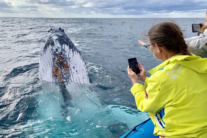 Small Boat Whale Watching Tour in Gold Coast - Safety Guidelines