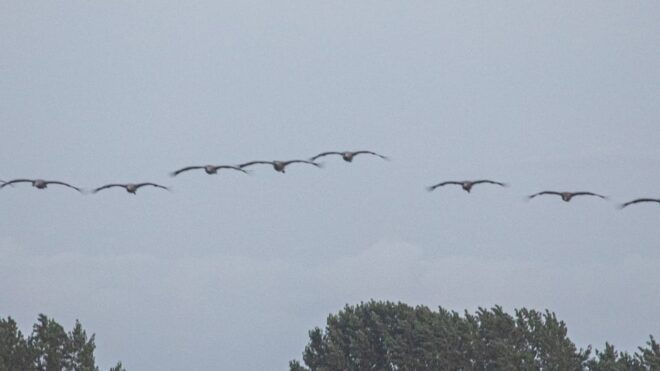 Small Crane Tour With MS Swantevit From Zingst - Participant Age Requirements