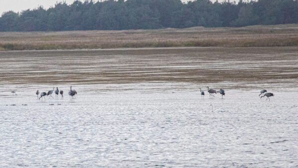 Small Crane Tour With MS Swantevit From Zingst - Booking and Cancellation Policy