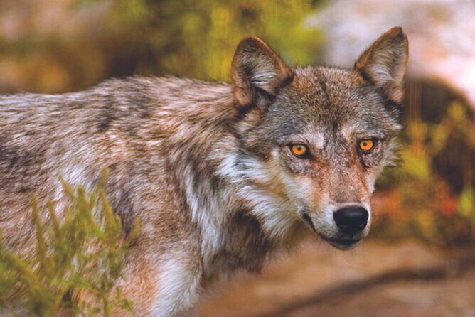 Small Group 2 Days Tour Icefield Lake Louise and Moraine - FAQ