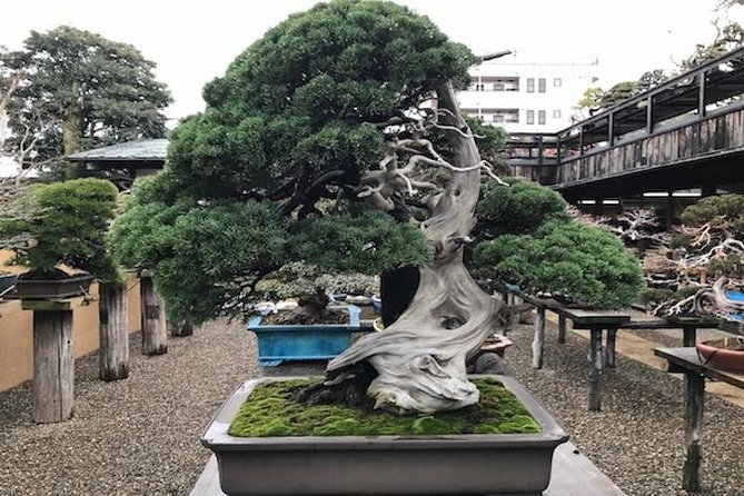 Small-Group 2-Hour Bonsai-Making Lesson in Tokyo - Workshop Details and Experience