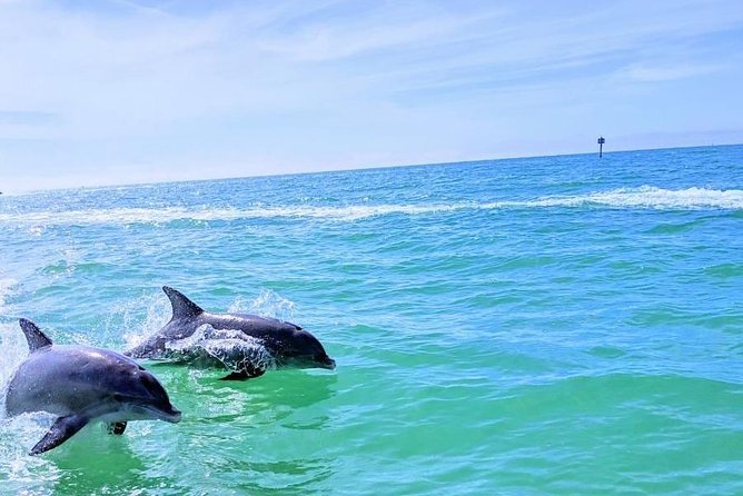 Small Group 2 Hour Dolphin Cruise With Snorkeling to Shell Key - Tour Overview