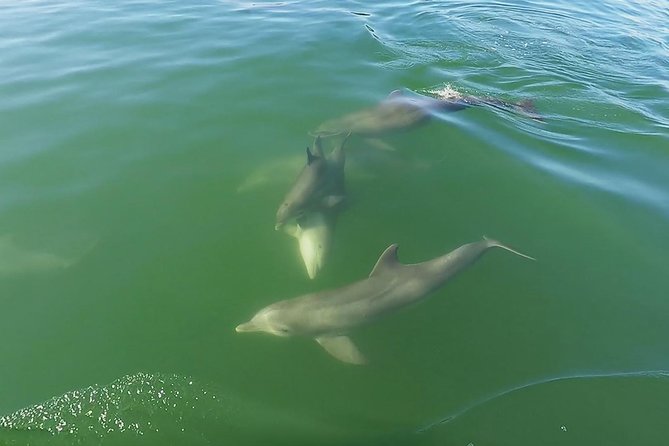 Small Group 2 Hour Dolphin Cruise With Snorkeling to Shell Key - Positive Reviews