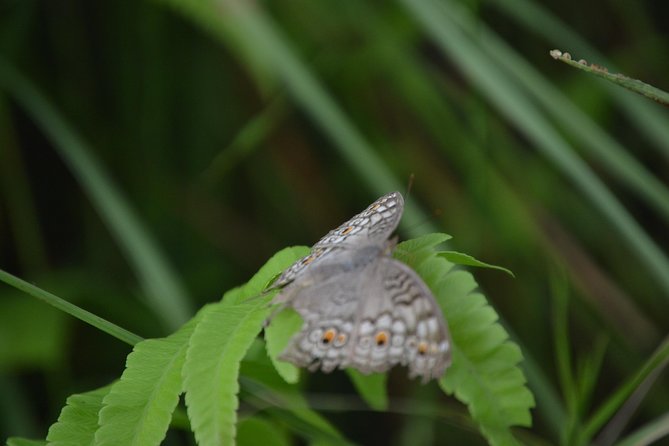 Small-Group 3-Day Safari, Chitwan National Park From Kathmandu - Pricing