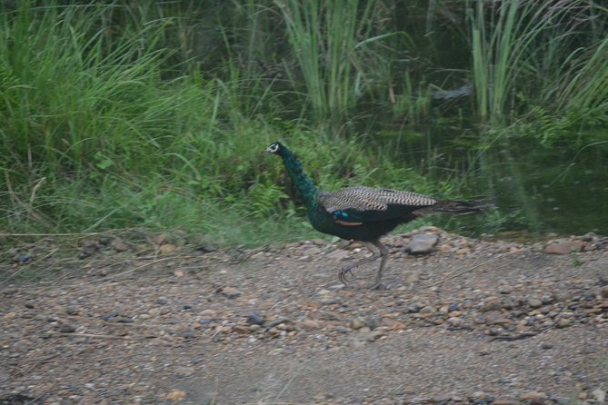 Small-Group 3-Day Safari, Chitwan National Park From Kathmandu - The Sum Up