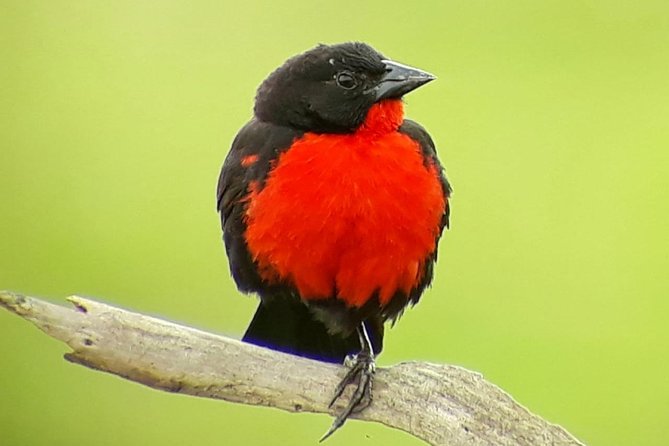 Small-Group 3-Hour Guided Nature Hike, Monteverde Cloud Forest  - Puntarenas - Overview and Itinerary