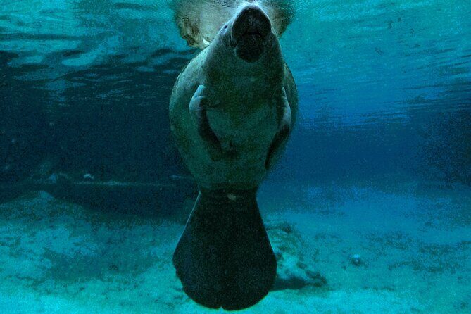 Small Group 6 Passenger Manatee Swim - Why This Tour Offers Value