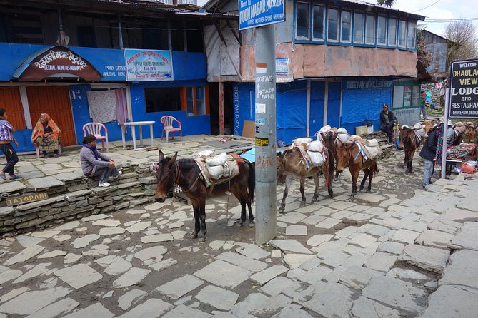 Small-Group 7-Day Guided Trek to Poon Hill - Kathmandu - Traveler Photos and Reviews