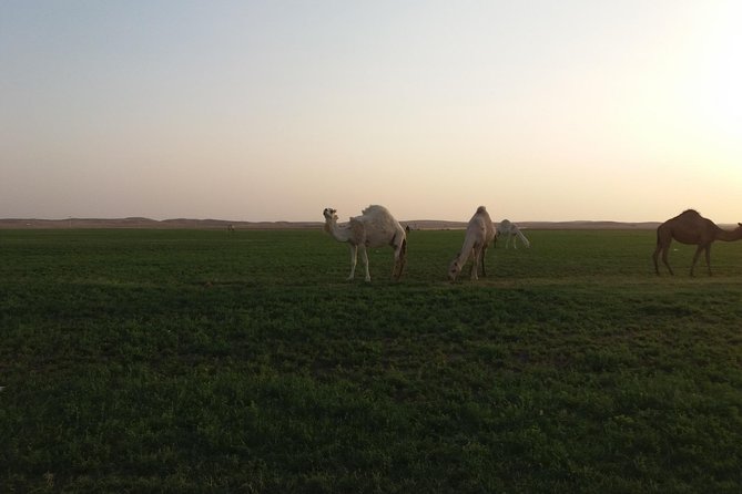 Small Group Adventure Tour in the Kingdom of Saudi Arabia With a German Tour Guide - Accommodation and Meals