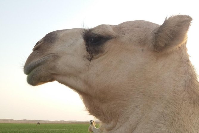 Small Group Adventure Tour in the Kingdom of Saudi Arabia With a German Tour Guide - Important Information and Cancellation Policy