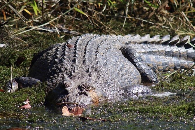 Small-Group Afternoon Tour, Daintree Forest and Mosman Gorge  - Port Douglas - Inclusions and Meeting/Pickup Details
