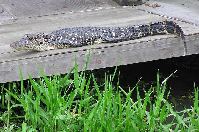 Small-Group Airboat and Plantations Tour With Gourmet Lunch From New Orleans - Positive Feedback on Plantation Visits