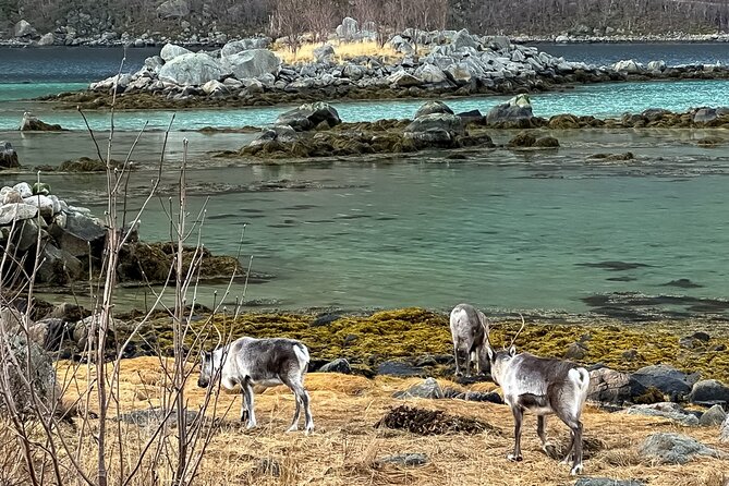 Small Group, Arctic Landscape Blue Day Tour With Creative Vacations - Tour Overview and Highlights